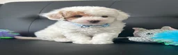 Maltipoo dogs for sale: 🐶 3 Gorgeous Toy Maltipoo Puppies For Sale 🐶 - Advert 13