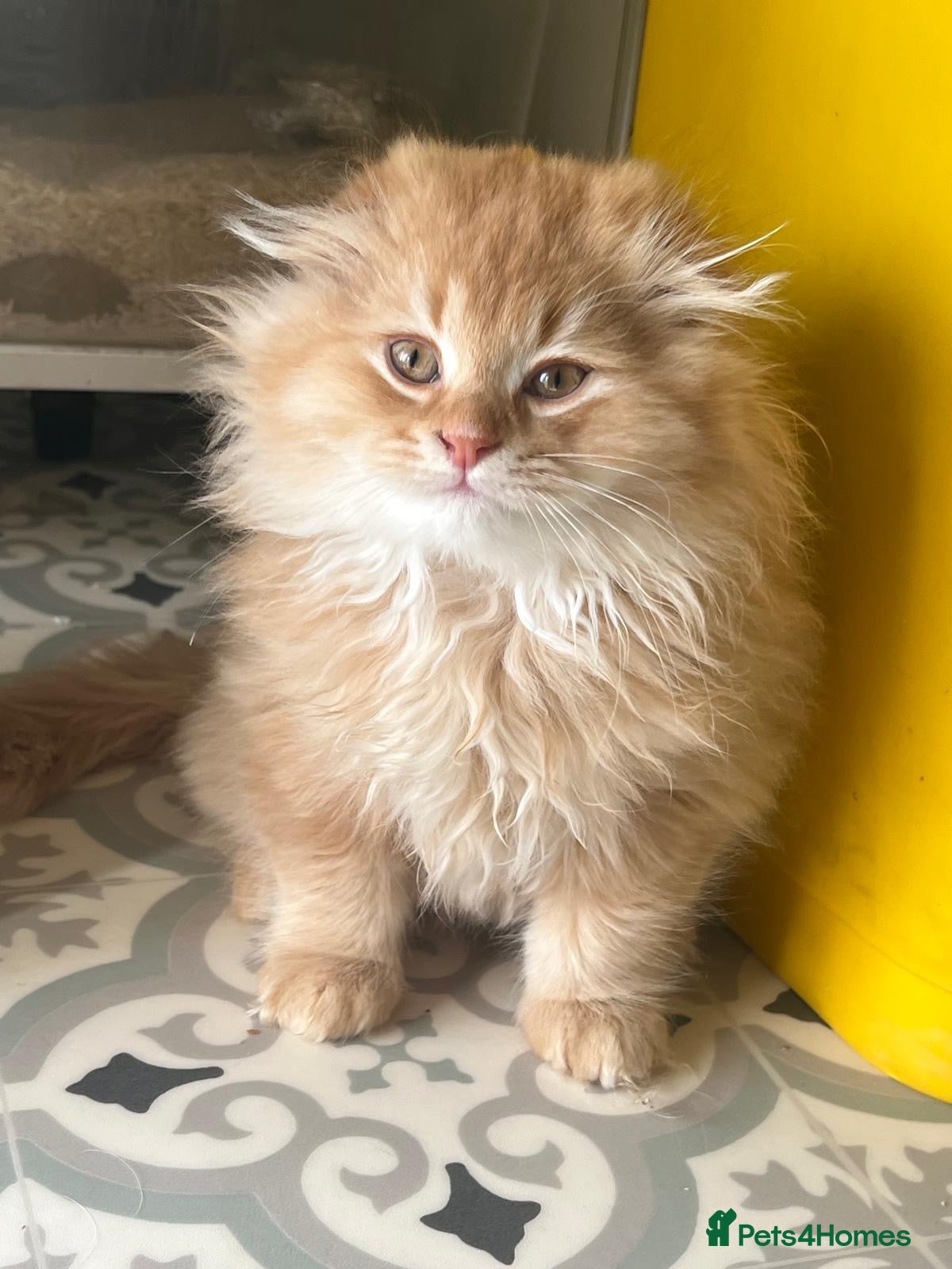 Scottish Fold cats for sale: 4 Fluffy British longhair Ginger kittens - Advert 5