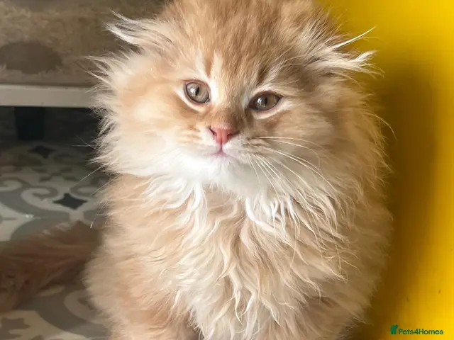 Scottish Fold cats for sale: 4 Fluffy British longhair Ginger kittens - Advert 5