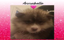 Pomsky dogs for sale: Pomsky Puppies - Image 2