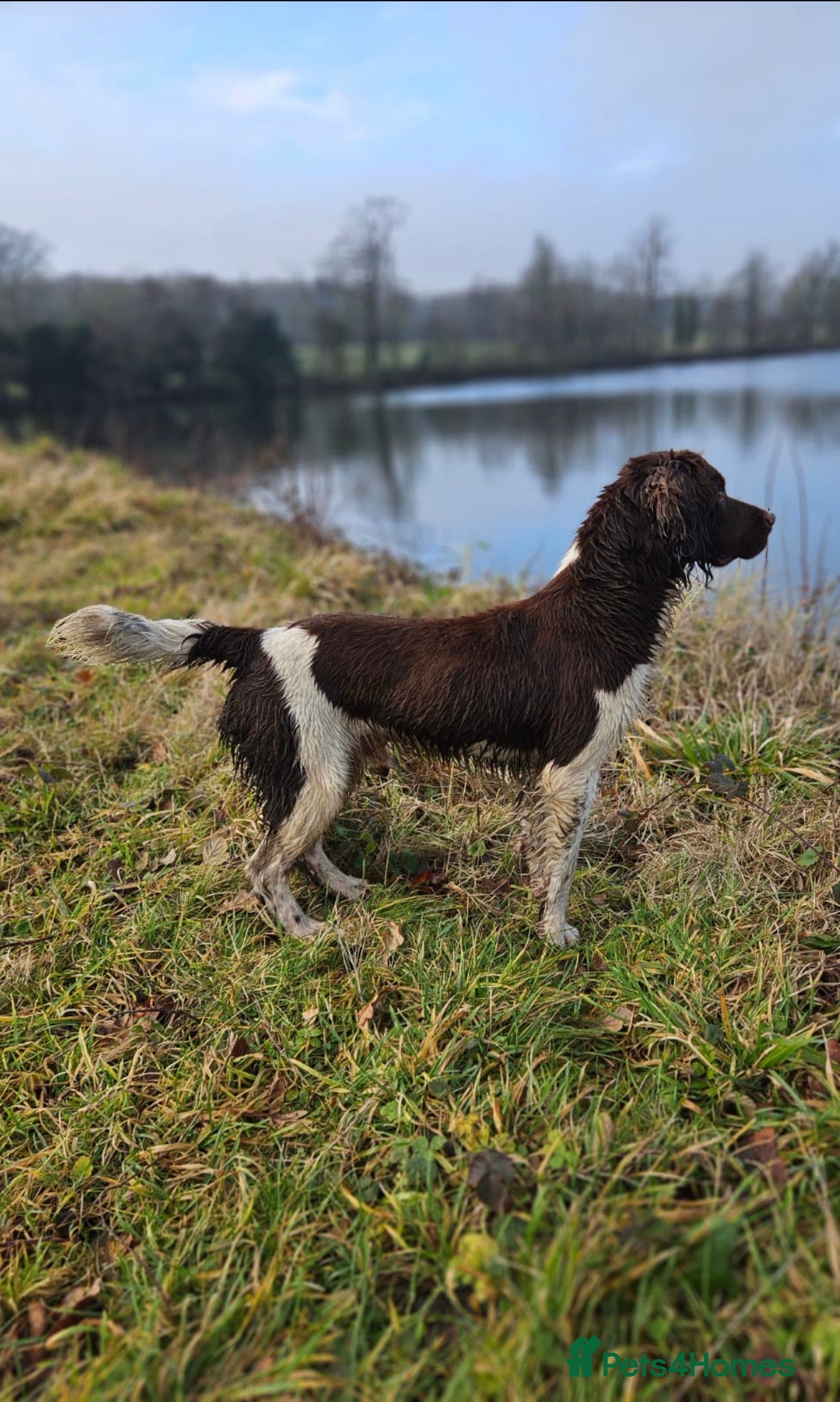 English Springer Spaniel dogs ACE SPIRIT ONE OF ELISHADE  in Tonbridge - Advert 6