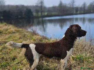 English Springer Spaniel dogs ACE SPIRIT ONE OF ELISHADE in Tonbridge - Advert 1