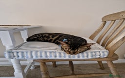Bengal cats for sale: Male Bengal For Sale - Image 10