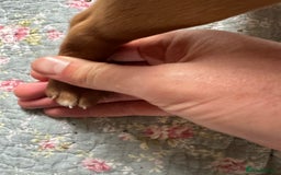 Mixed Breed dogs for sale: Vizla x Fox Red Lab (75/25) Puppies - Image 15