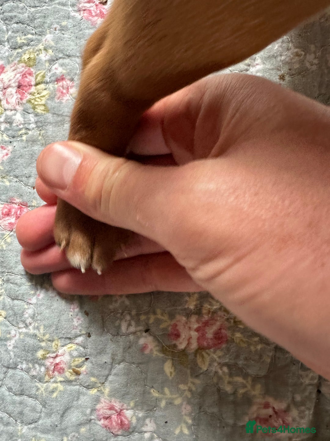 Mixed Breed dogs for sale: Vizla x Fox Red Lab (75/25) Puppies - Image 15