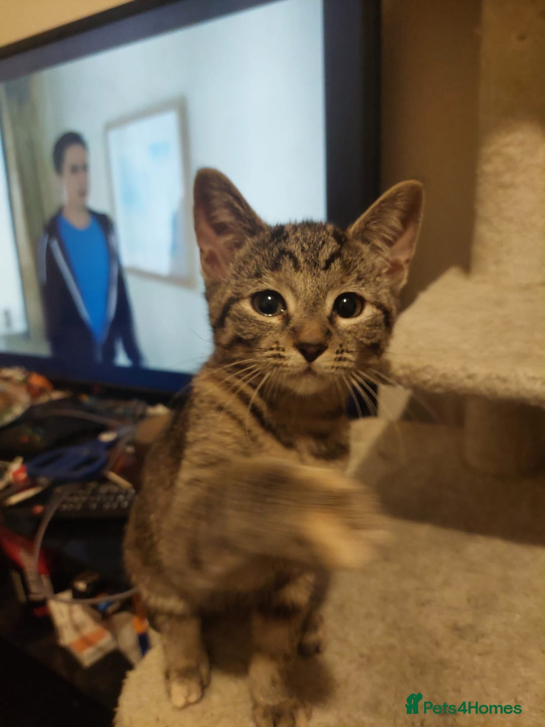 Mixed Breed cats for sale: 5 kittens for sale 13 weeks old ready to go  - Advert 11