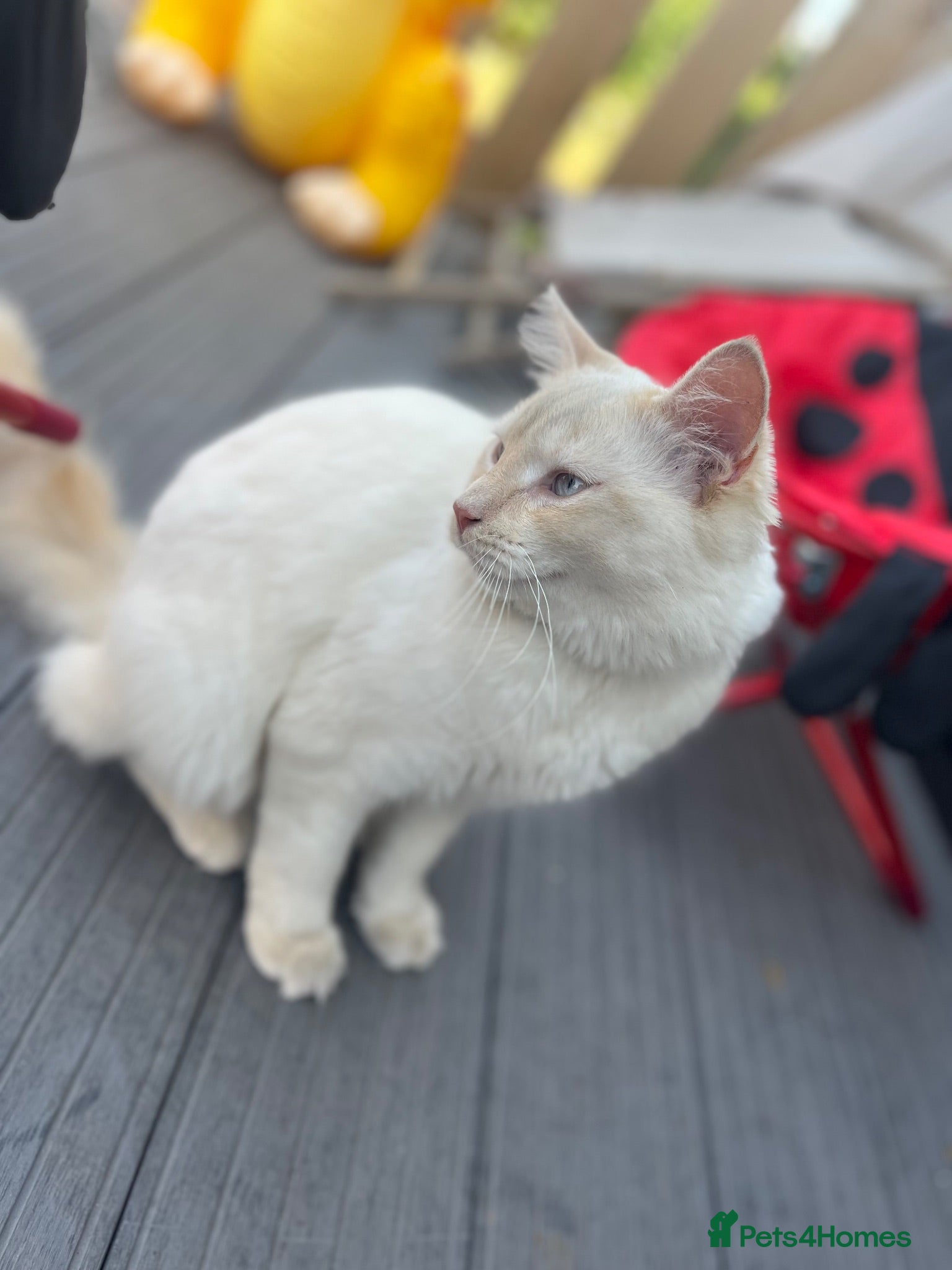 Mixed Breed cats Woody 🤠 7-month-old Male Cat - Advert 2