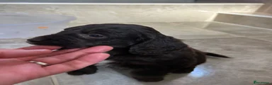 Cockapoo 5