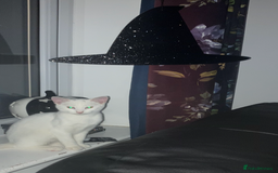 Domestic Shorthair cats for sale: Beautiful white cat  - Image 5