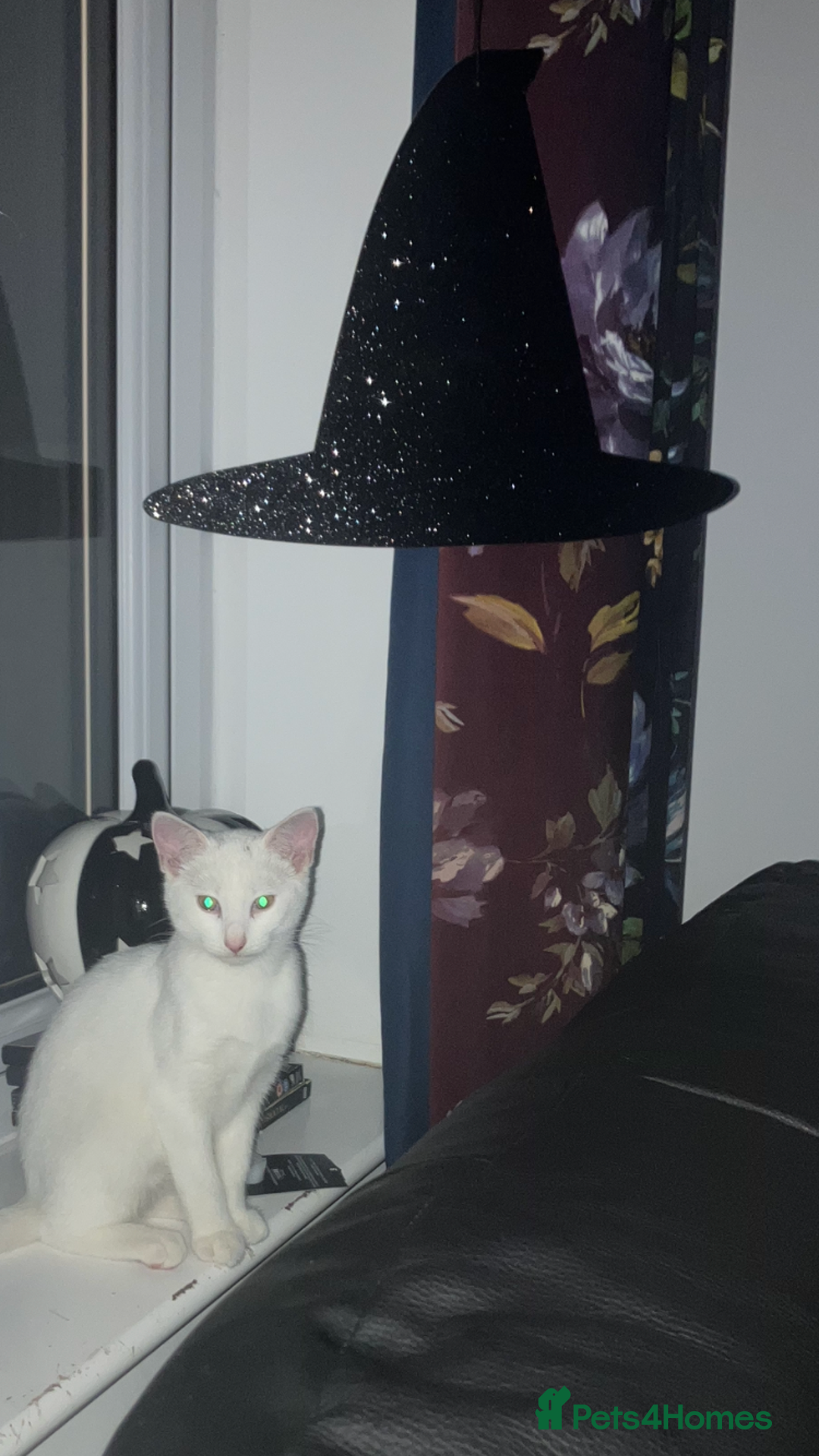 Domestic Shorthair cats for sale: Beautiful white cat  - Image 5