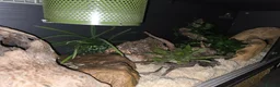 Corn Snake reptiles for sale: Corn snake full set up - Advert 2