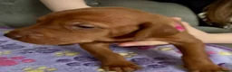 Hungarian Vizsla dogs for sale: Hungarian Vizsla Puppies - Advert 2