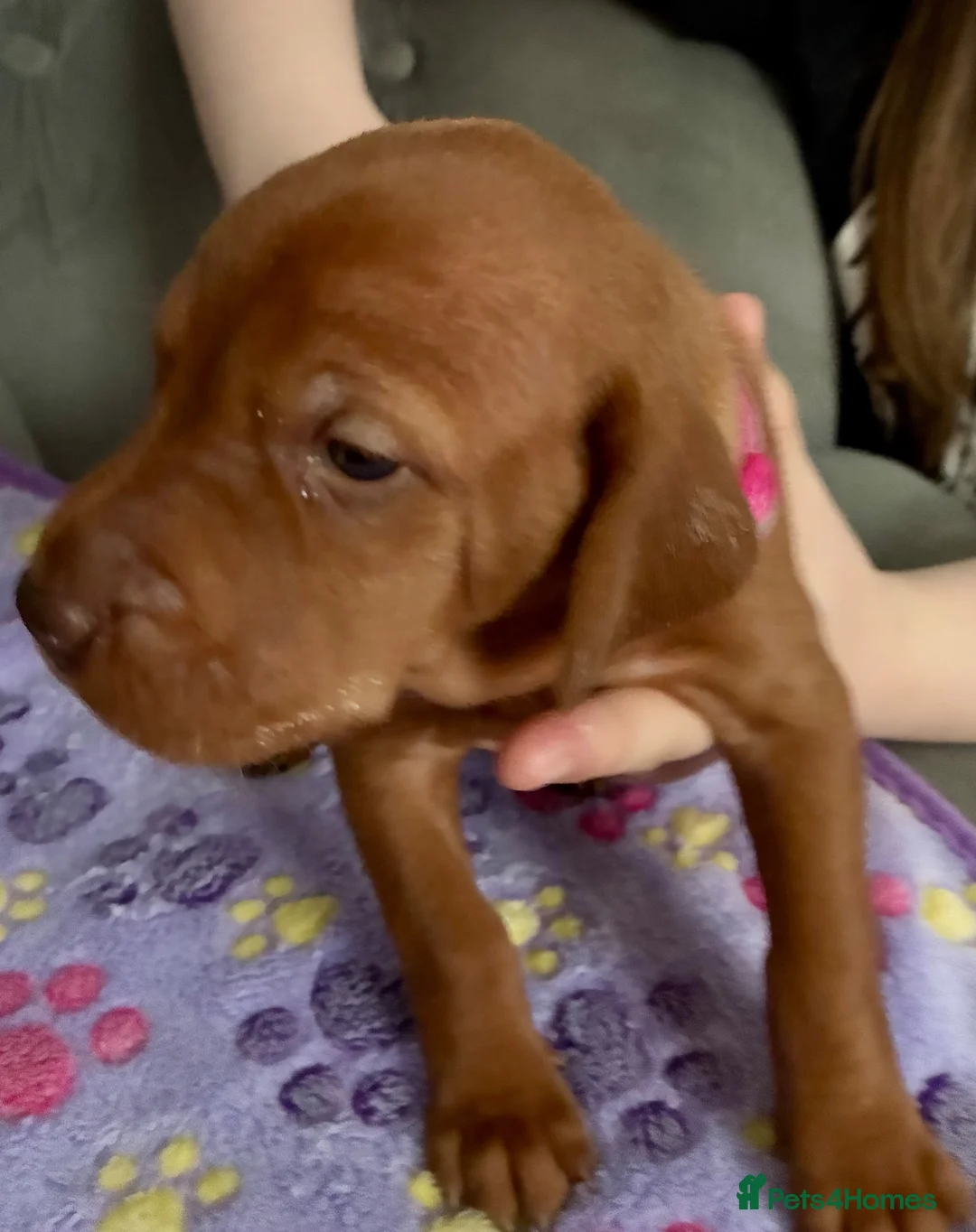 Hungarian Vizsla dogs for sale: Hungarian Vizsla Puppies - Advert 2