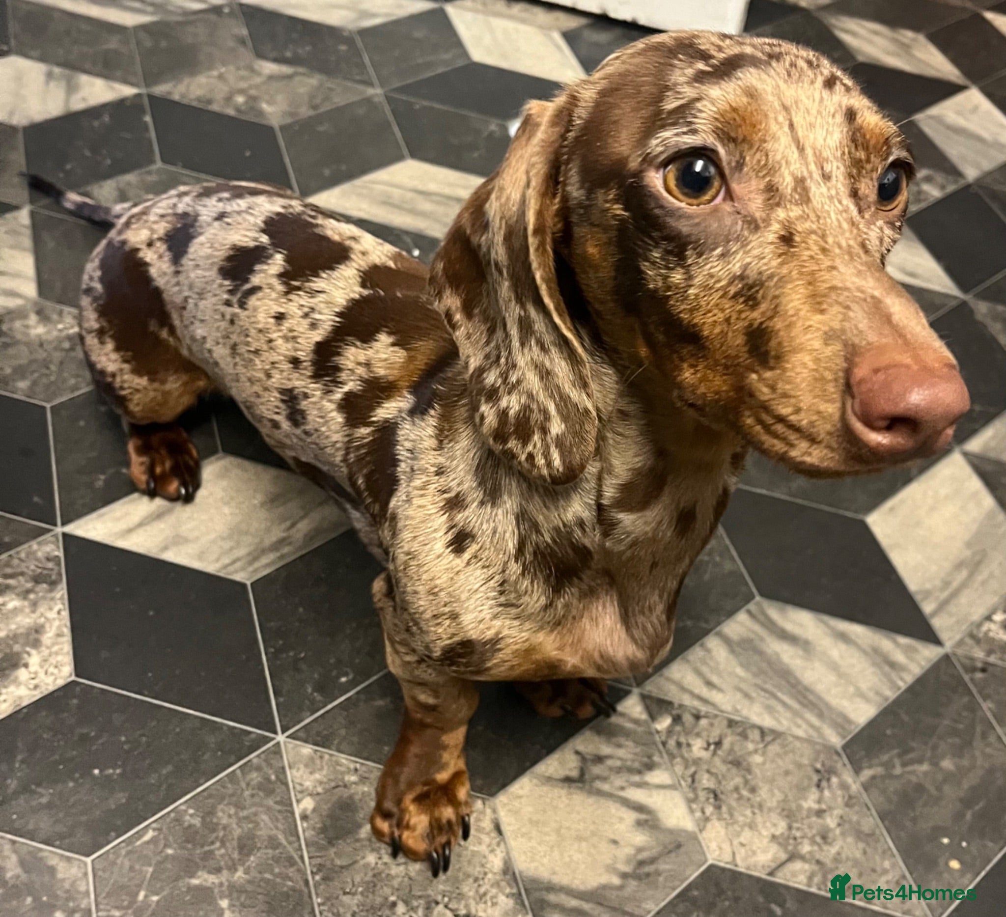 Miniature Dachshund dogs Miniature dapple dachshund female 12 months old  - Advert 4