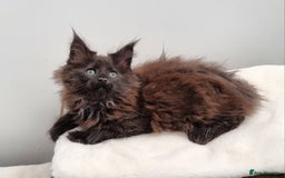 Maine Coon cats for sale: GCCF Pedigree Maine Coon Kittens for sale  - Image 28