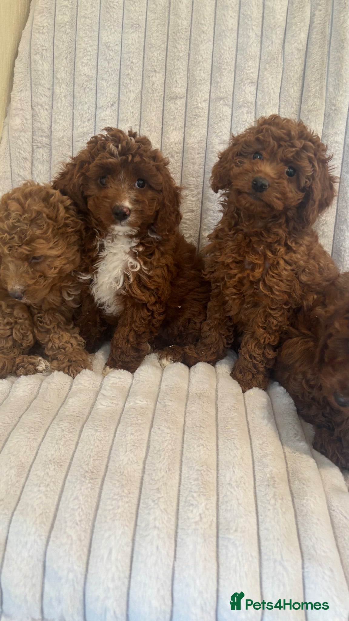 Cavapoo dogs outstanding cavapoo pups - Advert 2