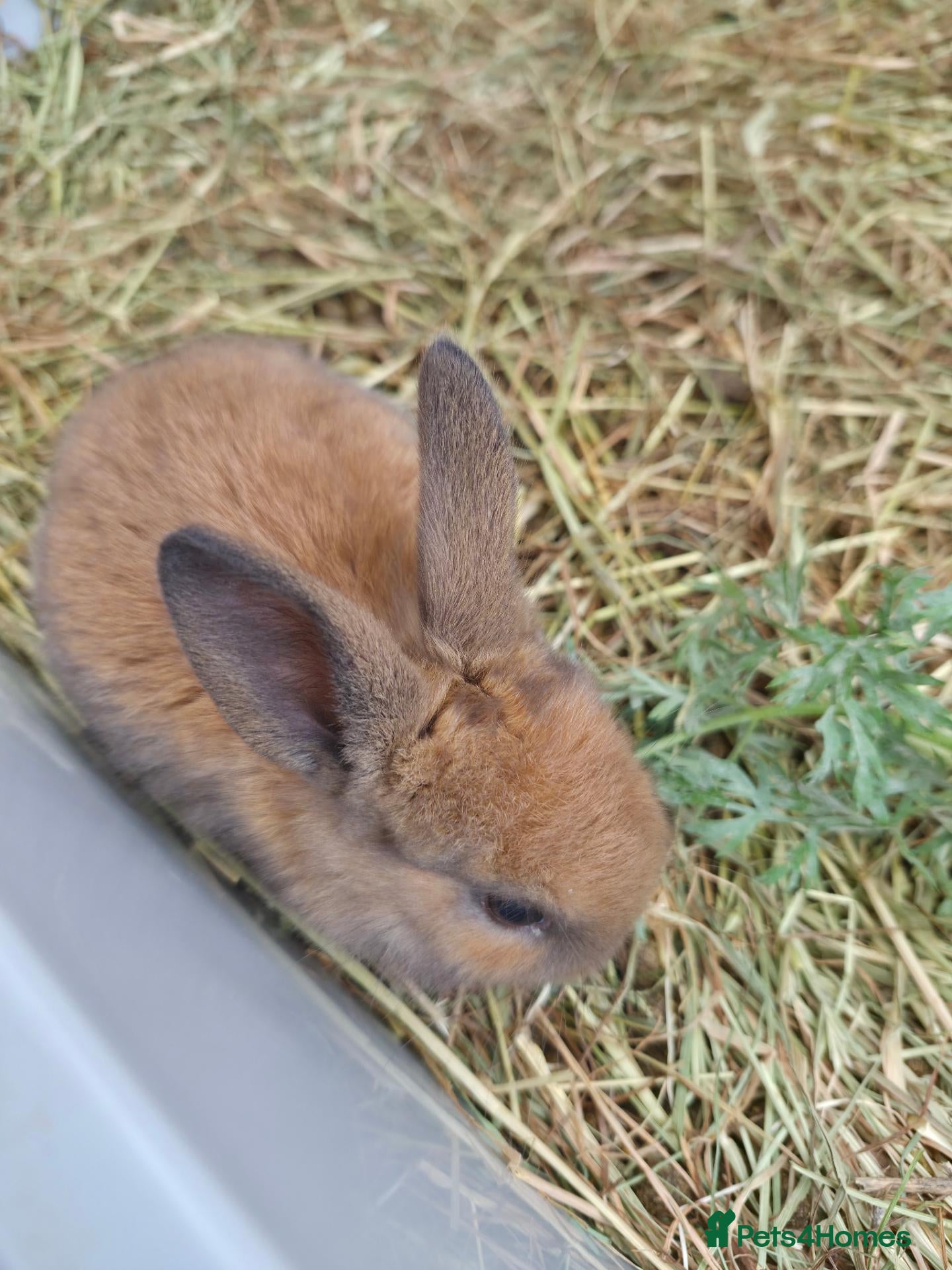 Mixed Breed rabbits 4 Hazel brown baby rabbits - Advert 2