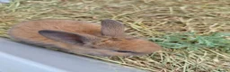 Mixed Breed rabbits for sale: 4 Hazel brown baby rabbits - Advert 2