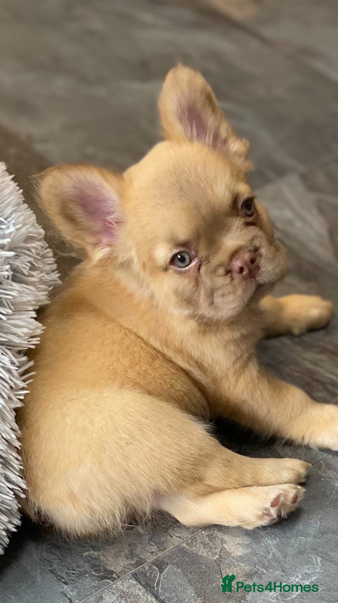 French Bulldog dogs for sale: DNA Health tested 5 🌟 KC fluffy French bulldogs - Image 19