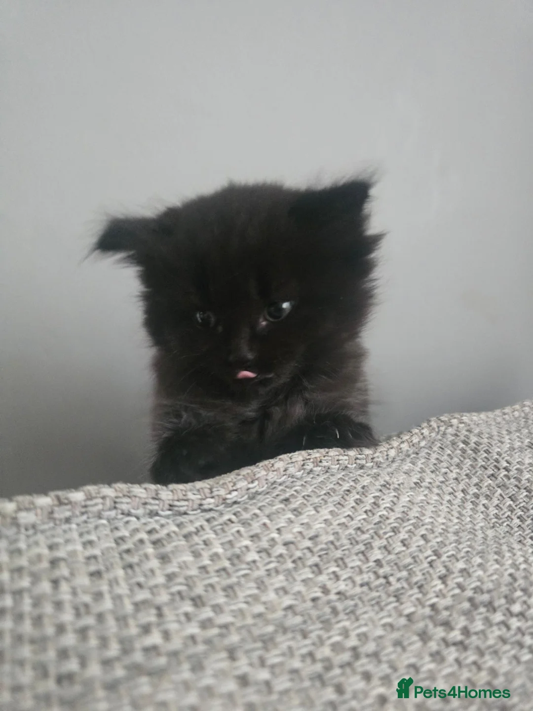 Mixed Breed cats for sale: 4 black kittens  for sale  in Weston-super-Mare - Advert 2