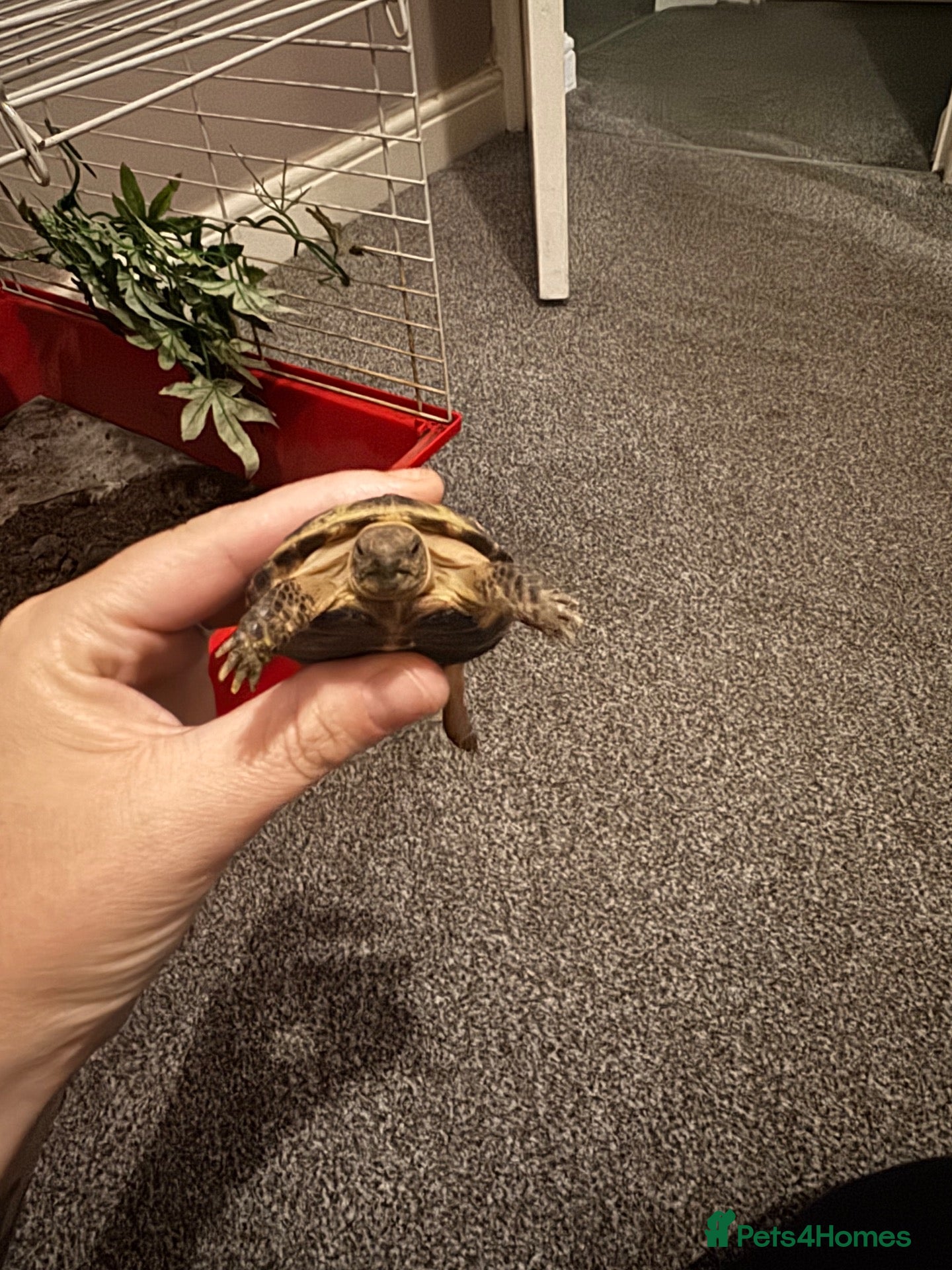 Tortoise reptiles Tortoise - Advert 4