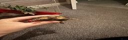 Tortoise reptiles for sale: Tortoise in Birmingham - Advert 1