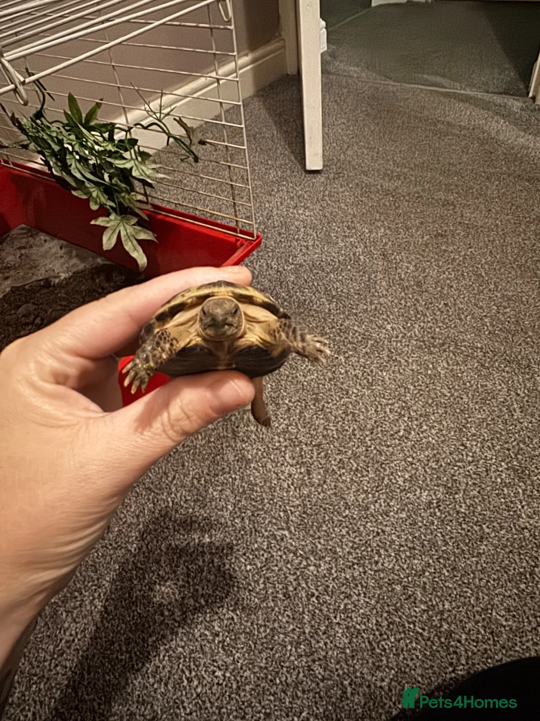 Tortoise reptiles for sale: Tortoise in Birmingham - Advert 1