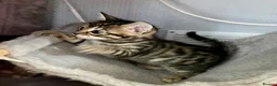 Bengal cats for sale: Beautiful Bengal Kittens for Sale, Pure Bengal Mum - Advert 14