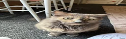 Mixed Breed cats for sale: My gorgeous 11 year old Patchy (female) cat - Advert 3