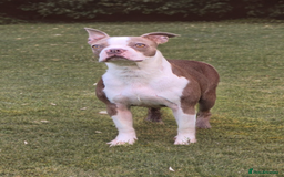 Boston Terrier dogs for sale: 2 year old Boston Terrier Female - Image 1