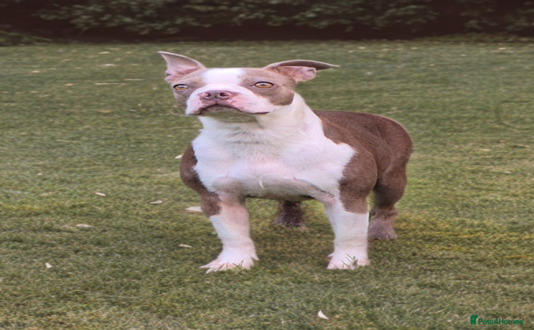 Boston Terrier dogs - Advert 1