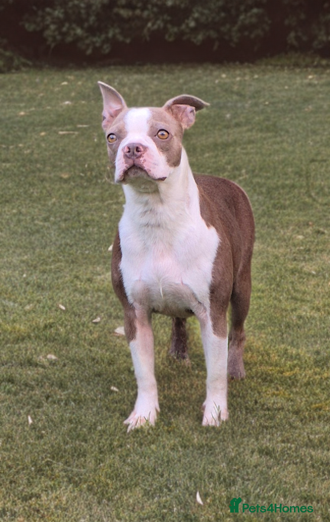 Boston Terrier dogs for sale: 2 year old Boston Terrier Female - Image 1