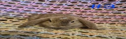 Mini Lop rabbits for sale: 7 Cute Baby Mini Lop Rabbits - Advert 6