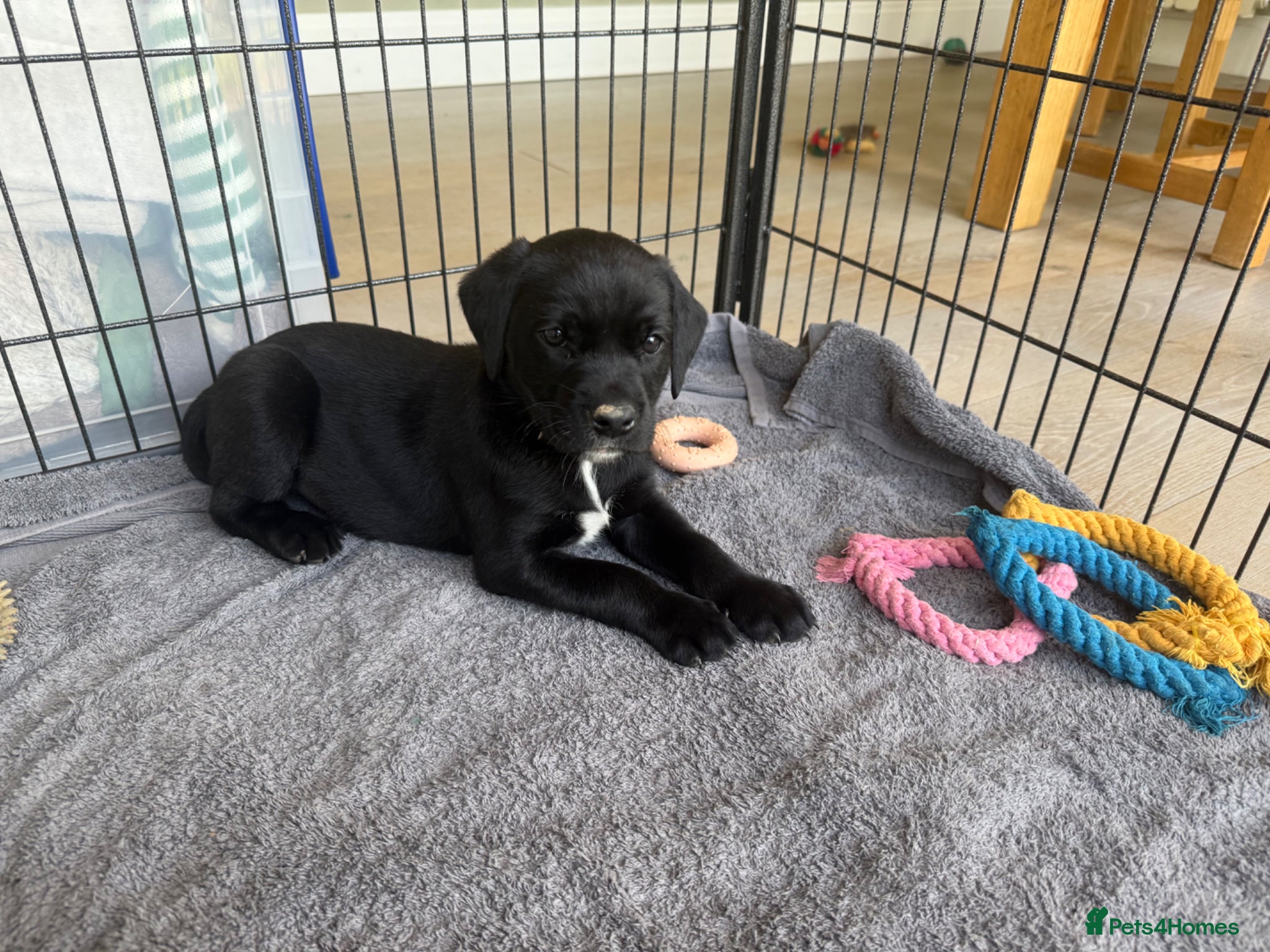 Labrador Retriever dogs Rare Black with White medallion KC Labrador boy - Advert 11