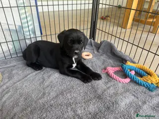 Labrador Retriever dogs Rare Black with White medallion KC Labrador boy - Advert 11