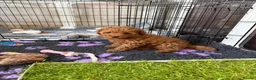 Toy Poodle dogs for sale: KC Registered Toy Poodle Puppies – DNA Clear,  - Advert 8
