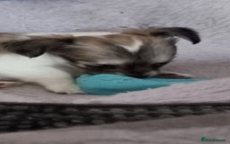 Chihuahua dogs for stud: Stud long haired white Chihuahua  in Coatbridge - Image 31