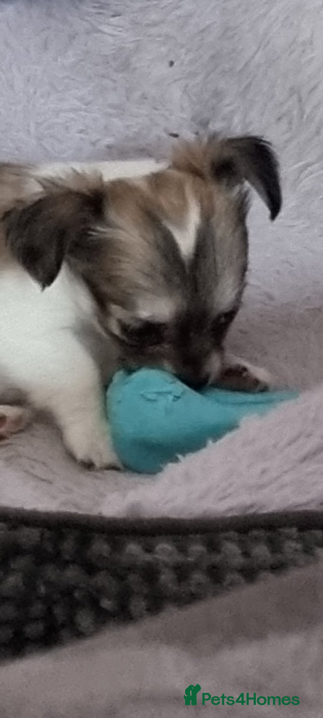 Chihuahua dogs for stud: Stud long haired white Chihuahua  in Coatbridge - Image 31