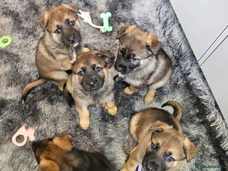 Mixed Breed dogs German Shepherd x Akita puppies - 4 females left - Advert 12