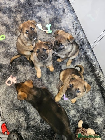 Mixed Breed dogs German Shepherd x Akita puppies - 4 females left - Advert 15