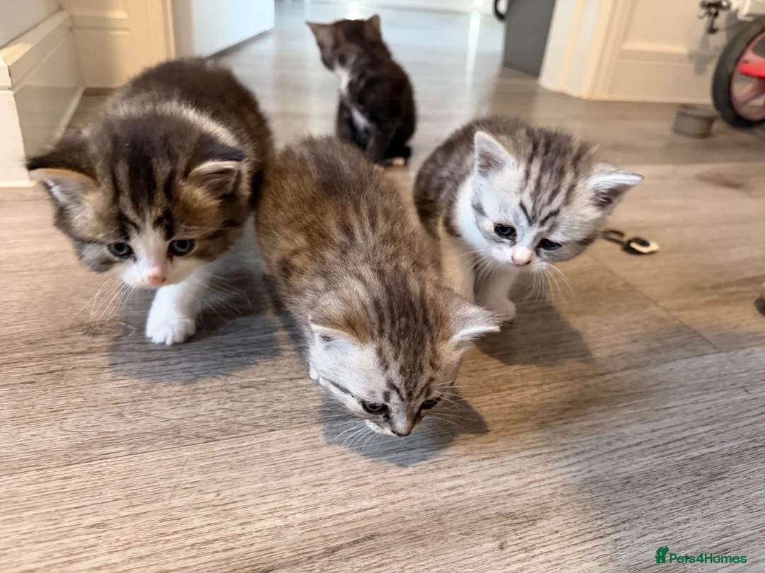 British Shorthair cats for sale: Mixed British short hair Kittens - Advert 1