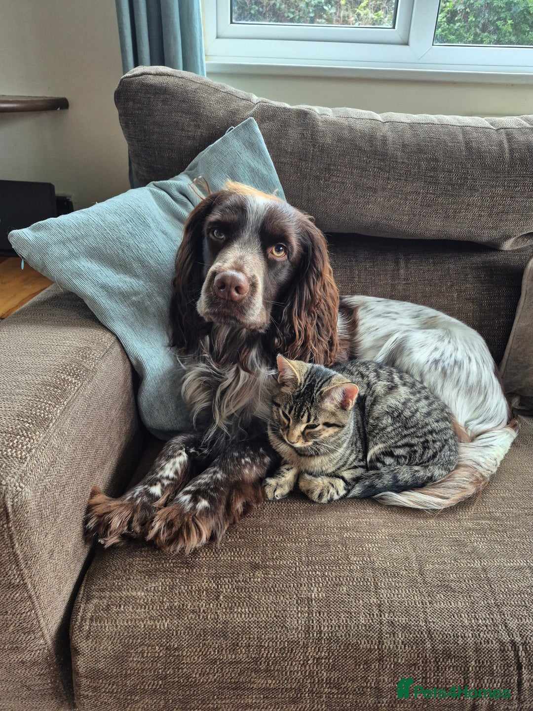 Cocker Spaniel dogs for sale: Two adult spaniels - Image 3