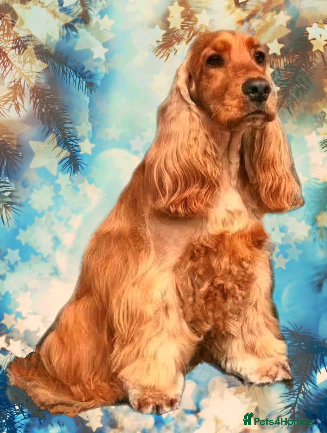 Cocker Spaniel dogs for sale: Extensively health tested, cocker spaniels. - Advert 18