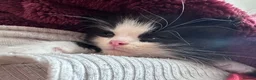 Mixed Breed cats for sale: Snuggly princess  in Weybridge - Advert 4