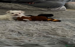 Maltese dogs for sale: Stunning Maltese pups for sale ready to go - Image 13
