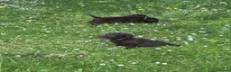 Flat coated Retriever dogs for sale: Gorgeous liver and black Flatcoat Retrievers - Advert 29