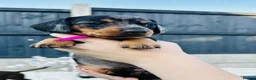 Miniature Dachshund dogs for sale: Miniature dachshund puppies 🩷💙 - Advert 7
