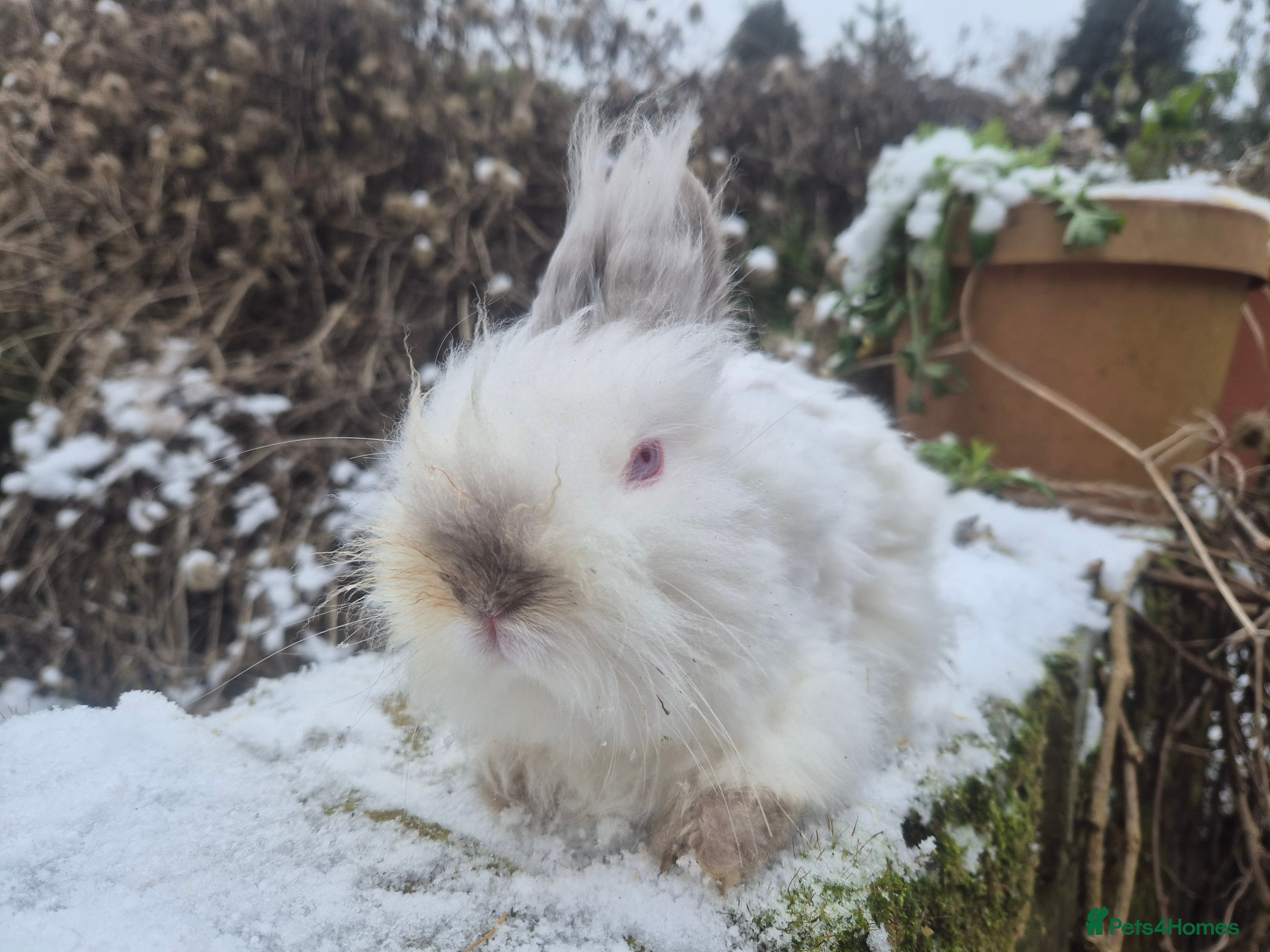 Angora rabbits 💙Teddydwerg boy- READY NOW 🥰  - Advert 1