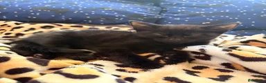 Mixed Breed Kitten 2