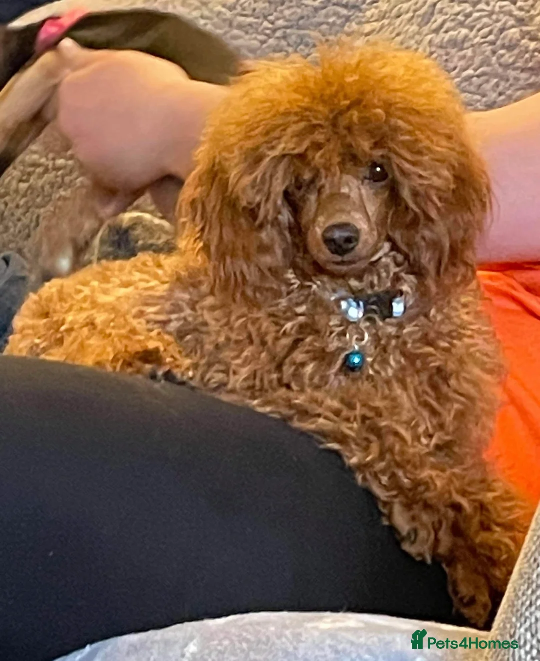 Shihpoo dogs for sale: Stunning shihpoo pups ready now  - Advert 13